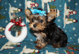 FLASH SALE!! Yorkshire Terrier Yorkie Male Black And Gold Born 9-16-2023  Click Here For More Info