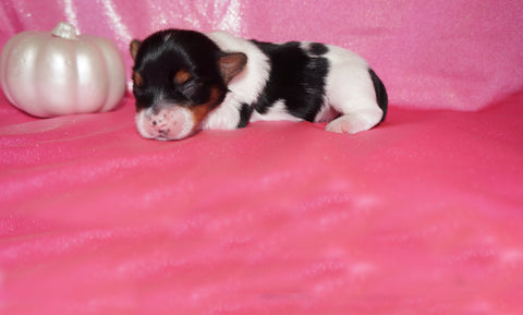Prada Teacup AKC Registered Yorkie Yorkshire Terrier PARTI Color Born 9-2-2026 Click Here For More Info