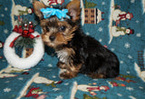 FLASH SALE!! Yorkshire Terrier Yorkie Male Black And Gold Born 9-16-2023  Click Here For More Info