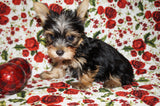 Yorkie Puppies