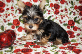 Twinkles Yorkshire Terrier Yorkie Female Black And Gold Born 9-16-2023 Click Here For More Info