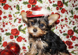 Twinkles Yorkshire Terrier Yorkie Female Black And Gold Born 9-16-2023 Click Here For More Info