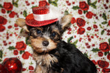 Twinkles Yorkshire Terrier Yorkie Female Black And Gold Born 9-16-2023 Click Here For More Info