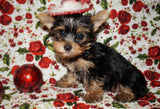Twinkles Yorkshire Terrier Yorkie Female Black And Gold Born 9-16-2023 Click Here For More Info