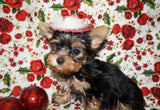 Twinkles Yorkshire Terrier Yorkie Female Black And Gold Born 9-16-2023 Click Here For More Info
