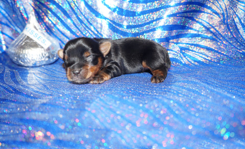 Dior AKC Registered Yorkie Yorkshire Terrier Born 9-2-2026 Click Here For More Info
