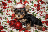 Twinkles Yorkshire Terrier Yorkie Female Black And Gold Born 9-16-2023 Click Here For More Info