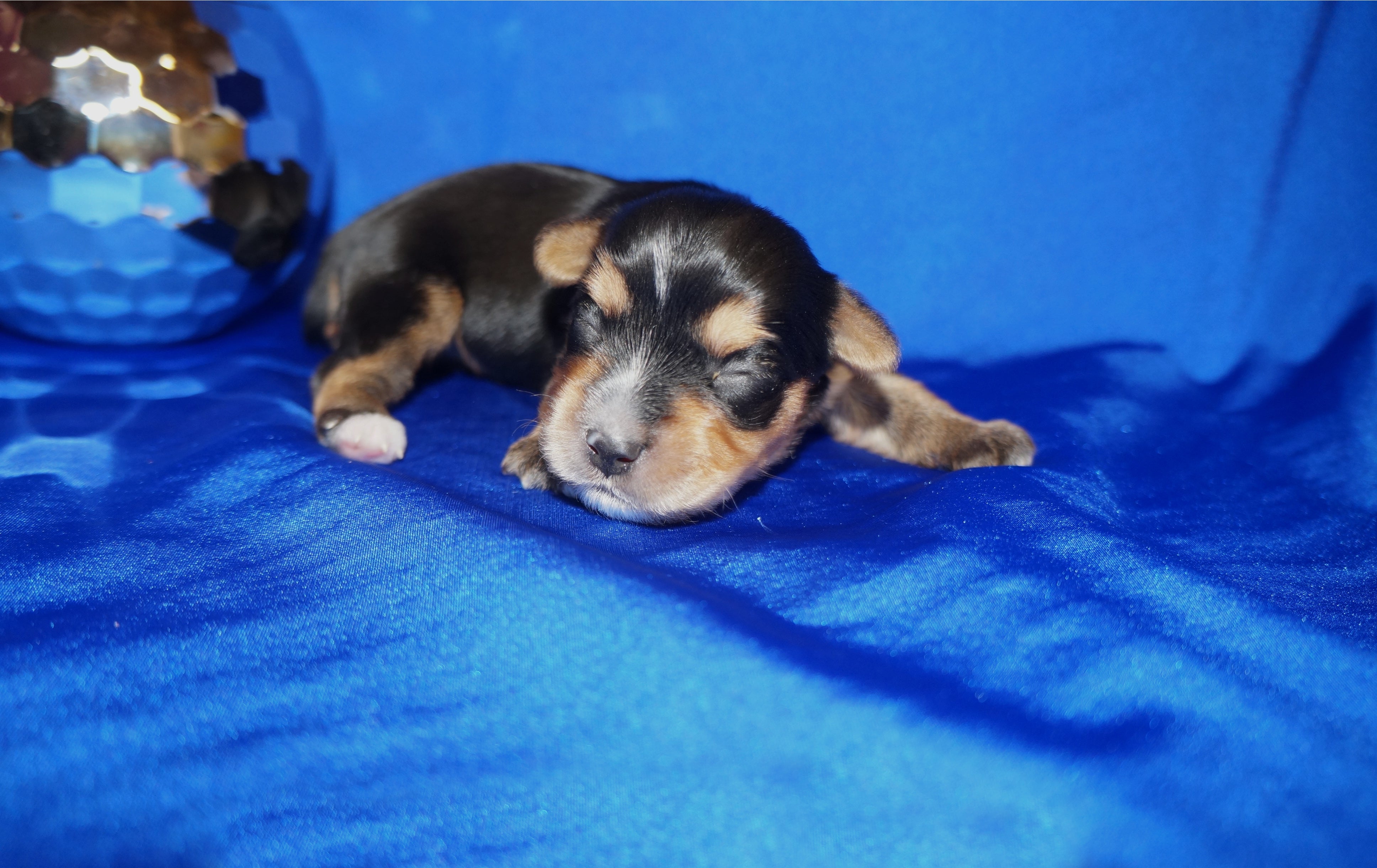 Lego AKC Registered Yorkshire Terrier Yorkie Male Black And Gold Born 9-2-2026  Click Here For More Info