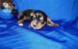 Lego AKC Registered Yorkshire Terrier Yorkie Male Black And Gold Born 9-2-2026  Click Here For More Info