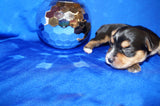 Lego AKC Registered Yorkshire Terrier Yorkie Male Black And Gold Born 9-2-2026  Click Here For More Info