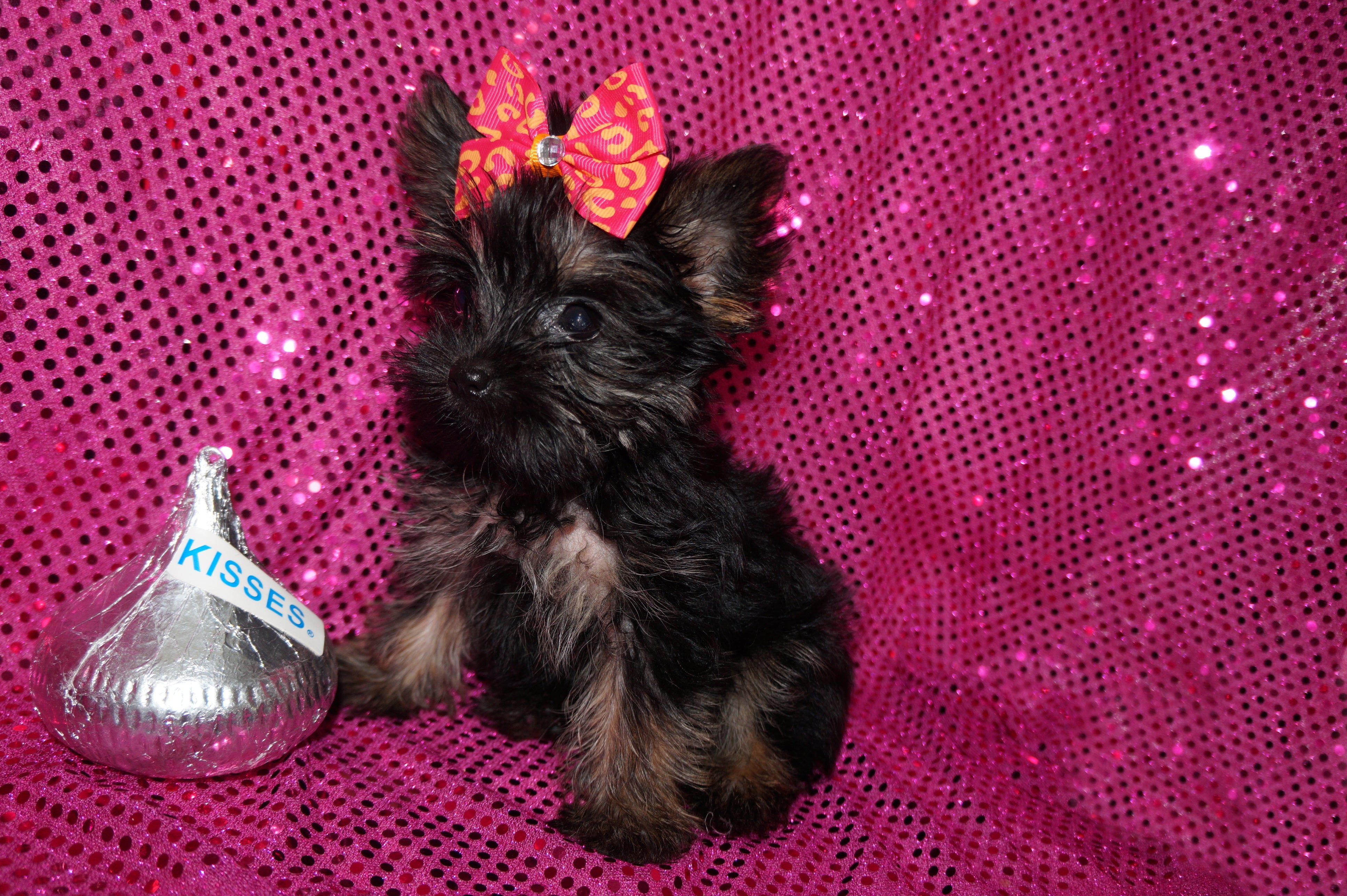 Sissy TEACUP Yorkshire Terrier Yorkie Female Born 8-2-2026 Click Here For More Info