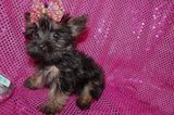 Sissy TEACUP Yorkshire Terrier Yorkie Female Born 8-2-2026 Click Here For More Info