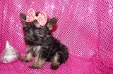 Sissy TEACUP Yorkshire Terrier Yorkie Female Born 8-2-2026 Click Here For More Info