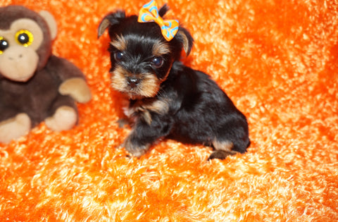 Dior TEACUP AKC Registered Yorkie Yorkshire Terrier Born 9-2-2026 Click Here For More Info