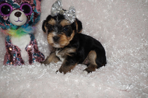 Lego AKC Registered Yorkshire Terrier Yorkie Male Black And Gold Born 9-2-2026  Click Here For More Info