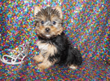 Tinsel Yorkshire Terrier Yorkie Female Black And Gold Male Born 10-12-2023 Click Here For More Info no