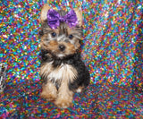 Tinsel Yorkshire Terrier Yorkie Female Black And Gold Male Born 10-12-2023 Click Here For More Info no