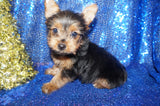 Yorkie Puppies