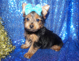 Max Yorkshire Terrier Yorkie Male Black And Gold Male Born 10-12-2023 Click Here For More Info