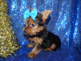 Yorkie Puppies