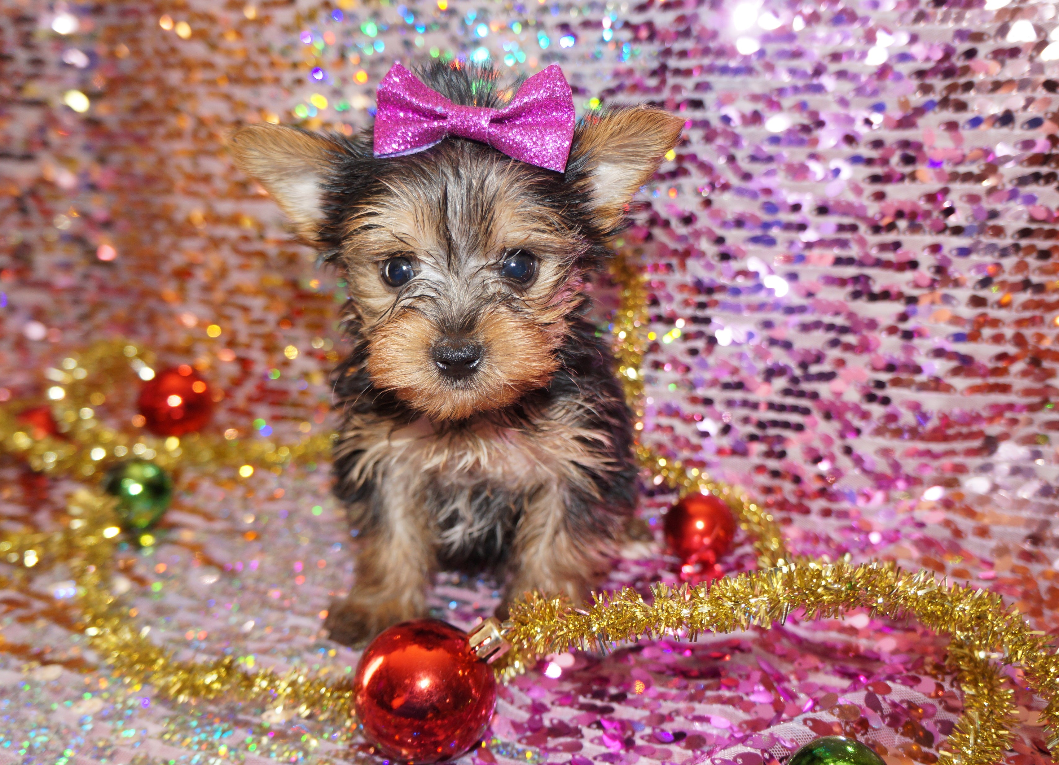 Mia TINY Yorkshire Terrier Yorkie Female Black And Gold Born 10-27-2023 Click Here For More Info