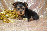 Yorkie Puppies