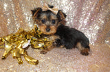 Yorkie Puppies