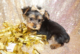 FLASH SALE!!  Ralphie Yorkshire Terrier Yorkie Male Black And Gold Born 10-27-2023 READY NOW!  Click Here For More Info