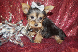 FLASH SALE!! Oscar Yorkshire Terrier Yorkie Male Black And Gold Born 10-27-2023 Click Here For More Info