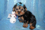 FLASH SALE!! Gage Yorkie Yorkshire Terrier Male Born 11-13-2023 Click Here For More Info