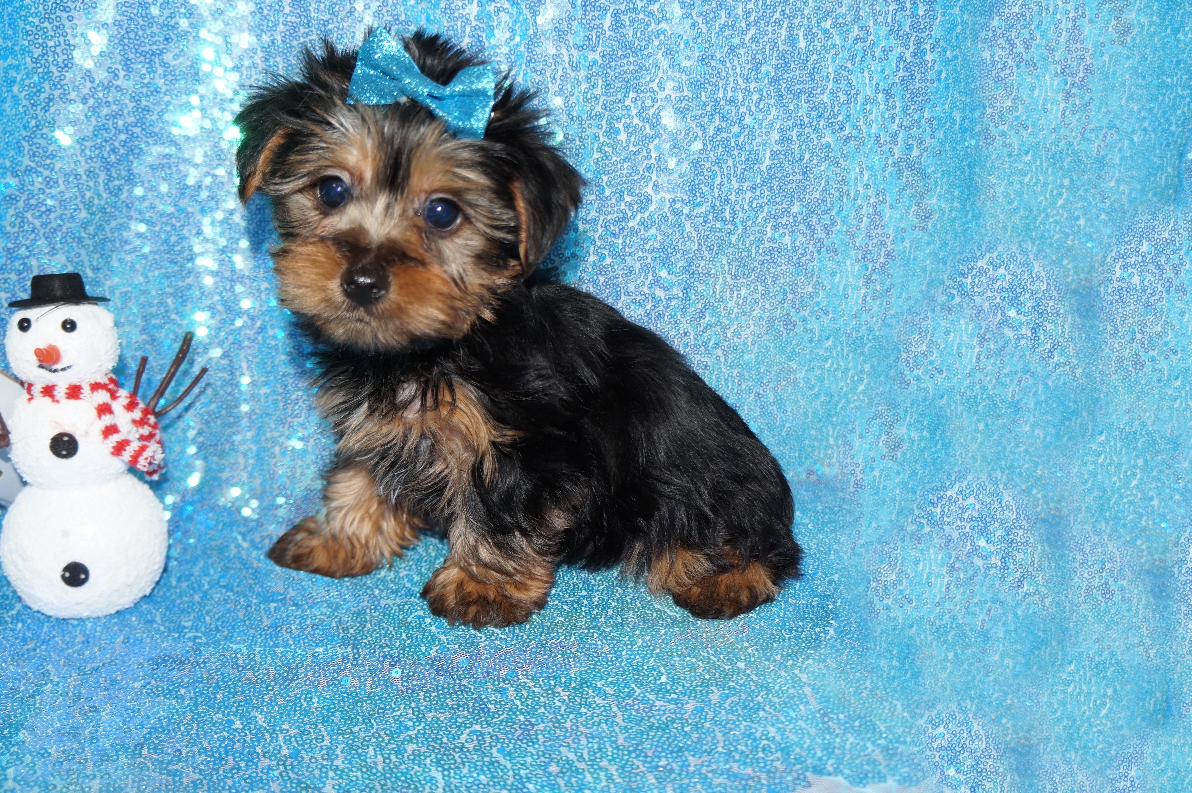FLASH SALE!! Gage Yorkie Yorkshire Terrier Male Born 11-13-2023 Click Here For More Info