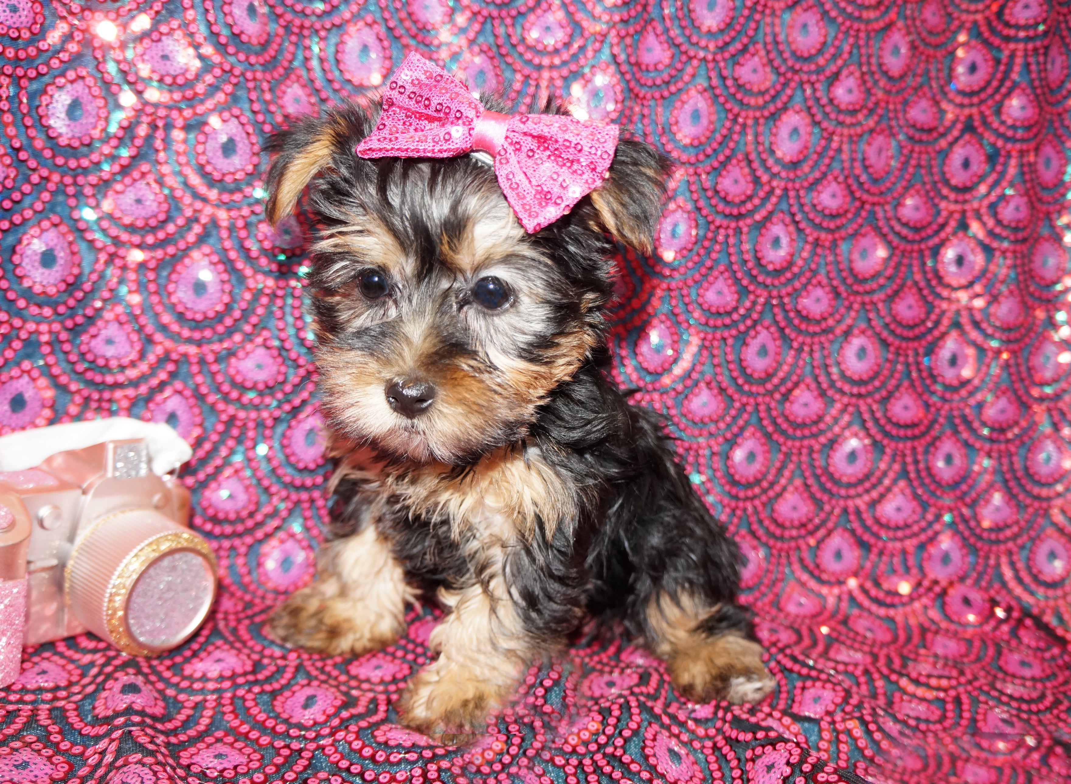 SOLD!! Pepper Yorkie Yorkshire Terrier Female Born 11-13-2023 Click Here For More Info