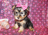 Yorkie Puppies