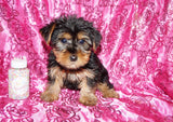 FLASH SALE!! Molly Yorkie Yorkshire Terrier Female Born 11-13-2023 Click Here For More Info