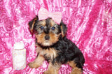 FLASH SALE!! Molly Yorkie Yorkshire Terrier Female Born 11-13-2023 Click Here For More Info