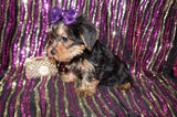 FLASH SALE!! Harper Yorkie Yorkshire Terrier Female Born 11-13-2023 Click Here For More Info