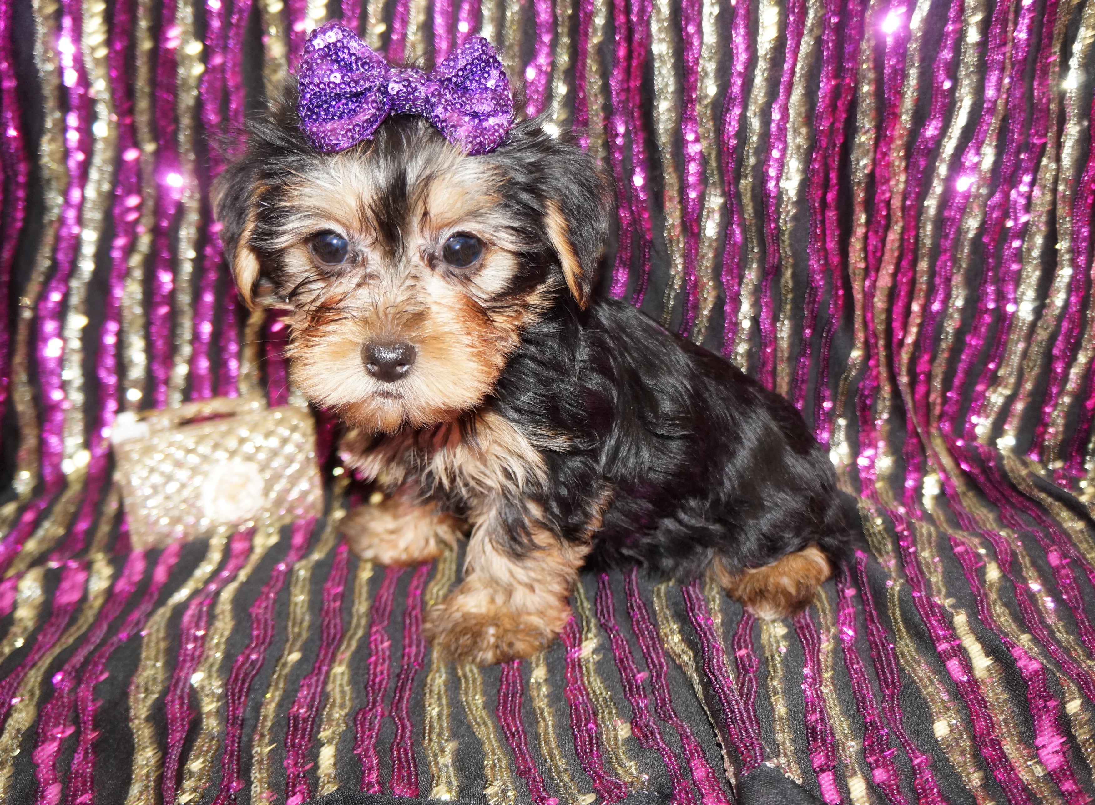 FLASH SALE!! Harper Yorkie Yorkshire Terrier Female Born 11-13-2023 Click Here For More Info