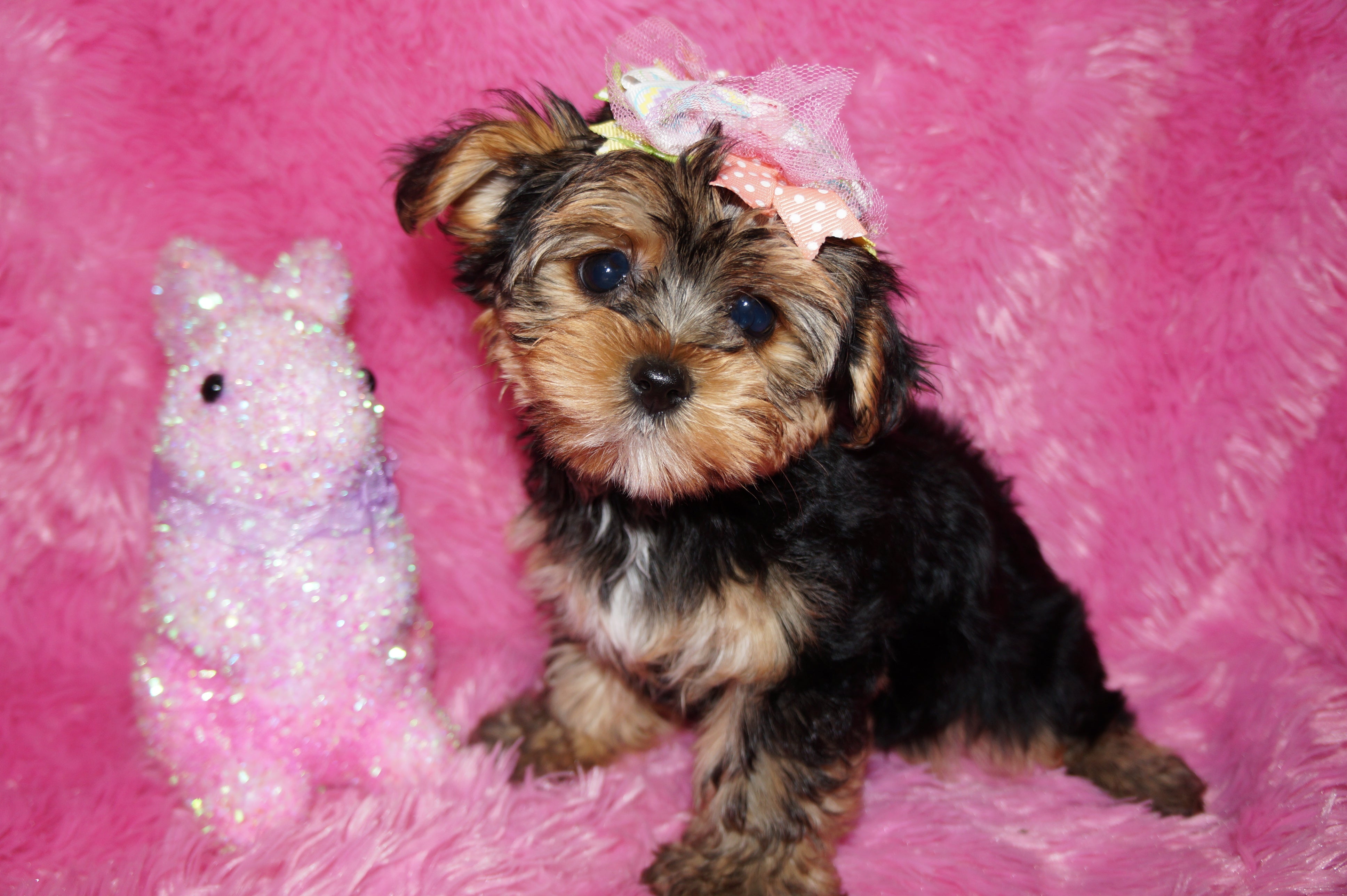 Maisie AKC Registered Yorkie Yorkshire Terrier Female Born 12-11-2023 Click Here For More Info