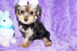 Zelda AKC Registered Yorkie Yorkshire Terrier Female Born 12-11-2023 Click Here For More Info