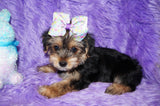 Zelda AKC Registered Yorkie Yorkshire Terrier Female Born 12-11-2023 Click Here For More Info