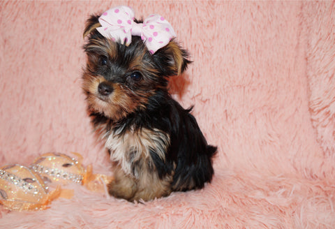 SOLD!! Ariel Yorkie Yorkshire Terrier Female Black And Gold Born 12-19-2023 Click Here For More Info