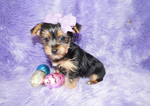 Eden Yorkie Yorkshire Terrier Female Black And Gold Born 1-1-2024 Click Here For More Info
