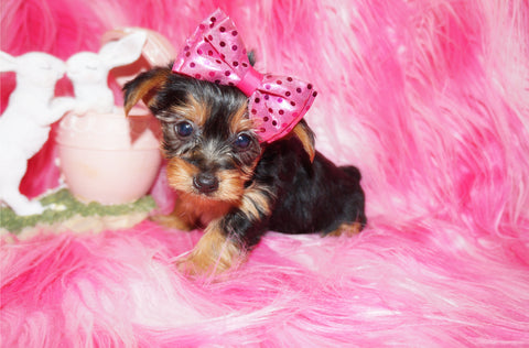 Poppy Yorkshire Terrier Yorkie Female Black And Gold Born 1-1-2024 Click Here For More Info