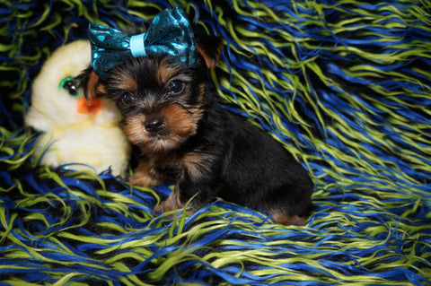 Alonzo Yorkie Yorkshire Terrier Male Black And Gold Born 1-1-2024 Click Here For More Info