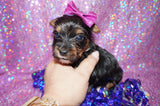 Athena Yorkshire Terrier Yorkie Female Born 2-8-2024 Black/Gold Click Here For More Info.