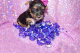 Athena Yorkshire Terrier Yorkie Female Born 2-8-2024 Black/Gold Click Here For More Info.
