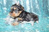 Bullet Yorkshire Terrier Yorkie Male Born 2-8-2024 Black/Gold Click Here For More Info.