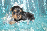 Bullet Yorkshire Terrier Yorkie Male Born 2-8-2024 Black/Gold Click Here For More Info.