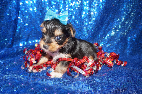 Midget Yorkshire Terrier Yorkie Male Born 2-8-2024 Black/Gold Click Here For More Info.