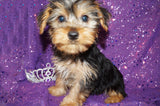 ***FLASH SALE*** Eden Yorkie Yorkshire Terrier Female Black And Gold Born 1-1-2024 Click Here For More Info